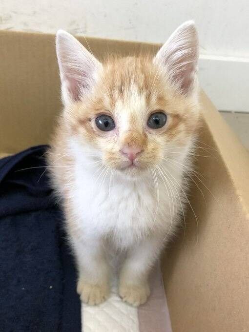 自販機の裏に挟まっていた子猫を救助！→4年後の“立派に成長したお姿”が尊すぎる…！