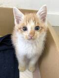 「自販機の裏に挟まっていた子猫を救助！→4年後の“立派に成長したお姿”が尊すぎる…！」の画像4