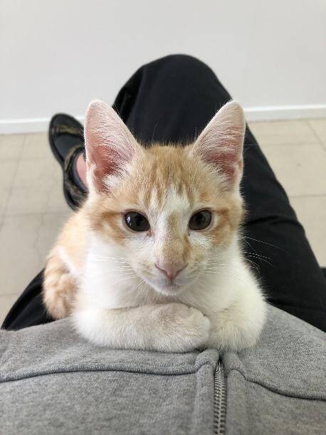 自販機の裏に挟まっていた子猫を救助！→4年後の“立派に成長したお姿”が尊すぎる…！