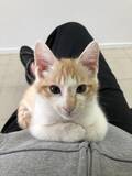 「自販機の裏に挟まっていた子猫を救助！→4年後の“立派に成長したお姿”が尊すぎる…！」の画像5