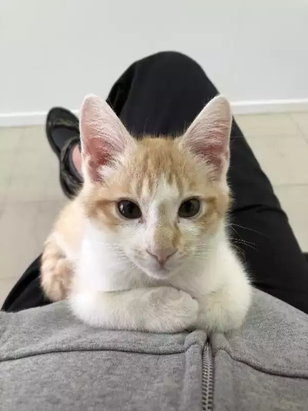 「自販機の裏に挟まっていた子猫を救助！→4年後の“立派に成長したお姿”が尊すぎる…！」の画像