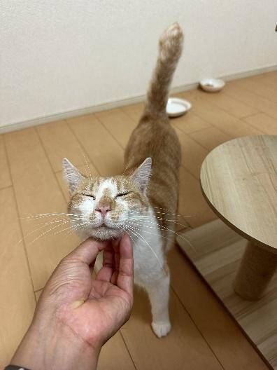 自販機の裏に挟まっていた子猫を救助！→4年後の“立派に成長したお姿”が尊すぎる…！