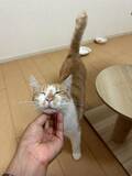 「自販機の裏に挟まっていた子猫を救助！→4年後の“立派に成長したお姿”が尊すぎる…！」の画像6