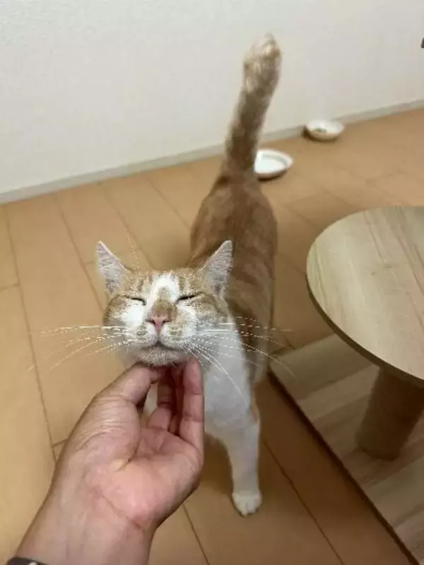 「自販機の裏に挟まっていた子猫を救助！→4年後の“立派に成長したお姿”が尊すぎる…！」の画像