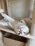 「自販機の裏に挟まっていた子猫を救助！→4年後の“立派に成長したお姿”が尊すぎる…！」の画像7