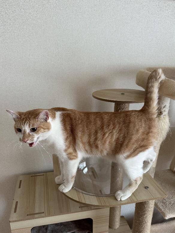 自販機の裏に挟まっていた子猫を救助！→4年後の“立派に成長したお姿”が尊すぎる…！