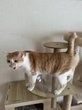 「自販機の裏に挟まっていた子猫を救助！→4年後の“立派に成長したお姿”が尊すぎる…！」の画像8