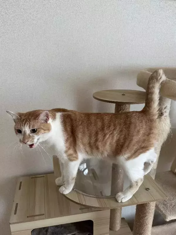 「自販機の裏に挟まっていた子猫を救助！→4年後の“立派に成長したお姿”が尊すぎる…！」の画像