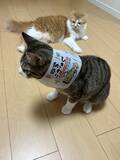 「自販機の裏に挟まっていた子猫を救助！→4年後の“立派に成長したお姿”が尊すぎる…！」の画像9