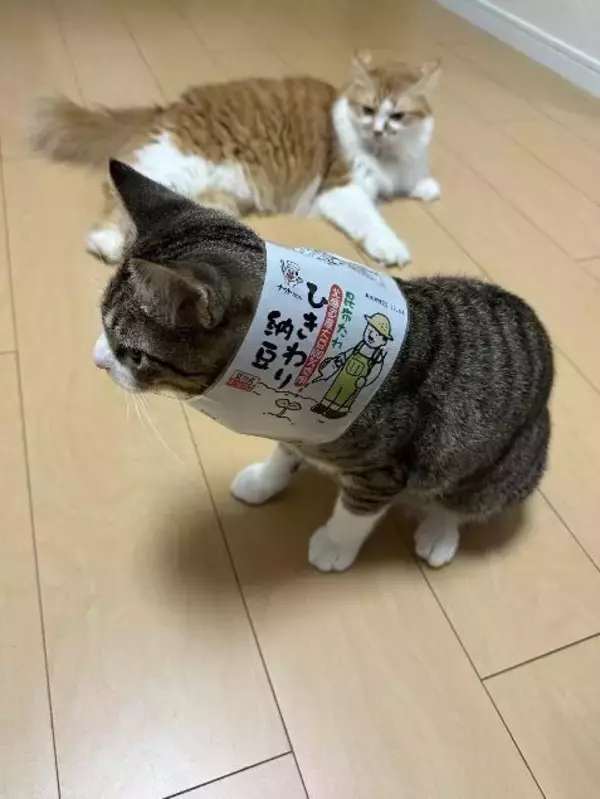 「自販機の裏に挟まっていた子猫を救助！→4年後の“立派に成長したお姿”が尊すぎる…！」の画像