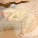 「「名前は“おしっこ垂れ吉”にするわ」毎日、布団で粗相する猫を飼い主さんが愛してやまないワケ」の画像1