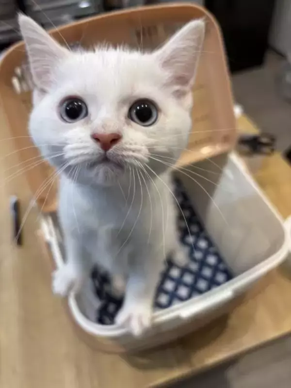 「「名前は“おしっこ垂れ吉”にするわ」毎日、布団で粗相する猫を飼い主さんが愛してやまないワケ」の画像