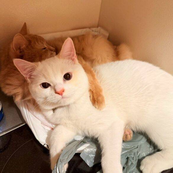 「名前は“おしっこ垂れ吉”にするわ」毎日、布団で粗相する猫を飼い主さんが愛してやまないワケ