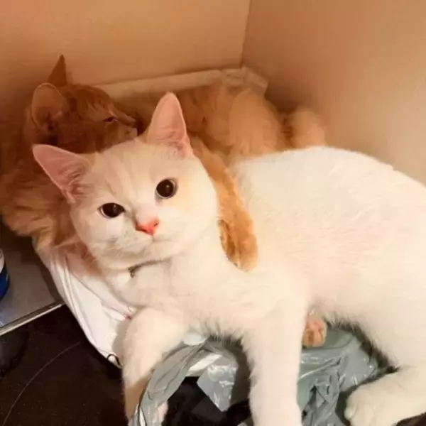「「名前は“おしっこ垂れ吉”にするわ」毎日、布団で粗相する猫を飼い主さんが愛してやまないワケ」の画像