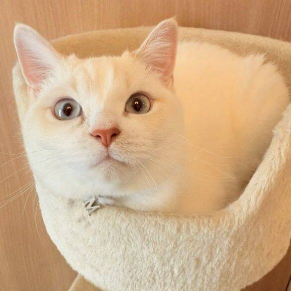 「名前は“おしっこ垂れ吉”にするわ」毎日、布団で粗相する猫を飼い主さんが愛してやまないワケ