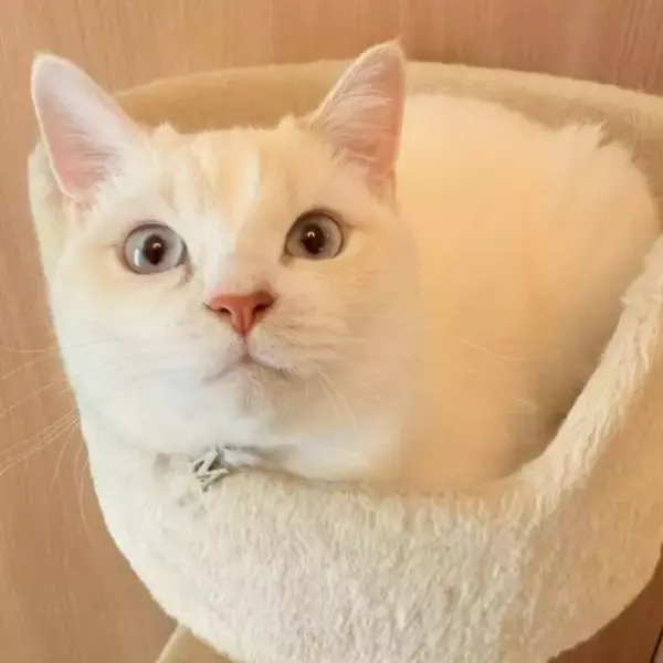 「「名前は“おしっこ垂れ吉”にするわ」毎日、布団で粗相する猫を飼い主さんが愛してやまないワケ」の画像