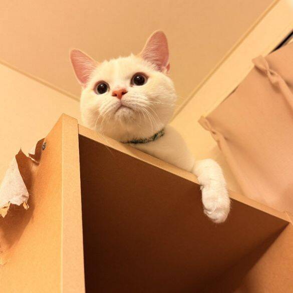 「名前は“おしっこ垂れ吉”にするわ」毎日、布団で粗相する猫を飼い主さんが愛してやまないワケ
