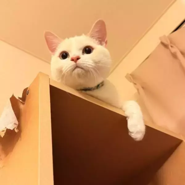 「「名前は“おしっこ垂れ吉”にするわ」毎日、布団で粗相する猫を飼い主さんが愛してやまないワケ」の画像