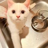「「名前は“おしっこ垂れ吉”にするわ」毎日、布団で粗相する猫を飼い主さんが愛してやまないワケ」の画像6