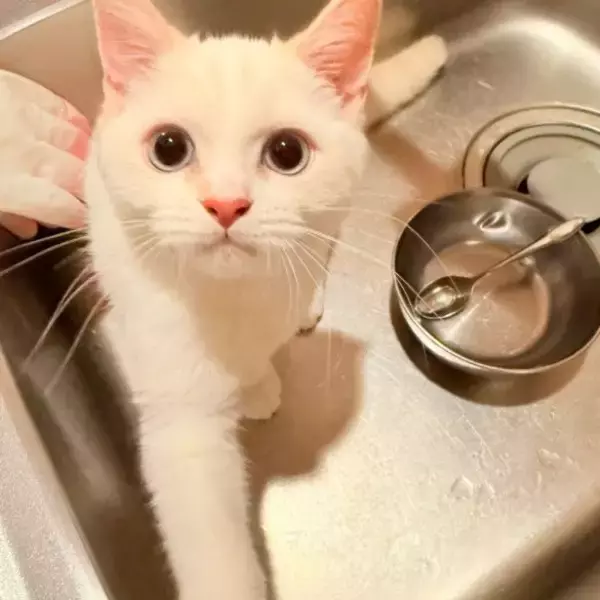 「「名前は“おしっこ垂れ吉”にするわ」毎日、布団で粗相する猫を飼い主さんが愛してやまないワケ」の画像