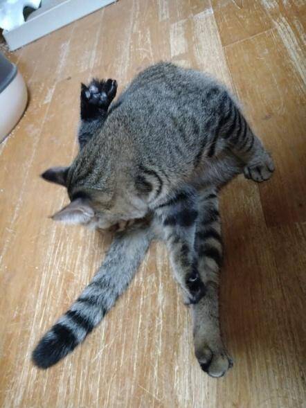 「最期くらいはおうちで…」と瀕死の子猫を保護→奇跡のV字回復！元気な姿に感動