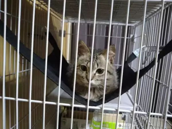 「「最期くらいはおうちで…」と瀕死の子猫を保護→奇跡のV字回復！元気な姿に感動」の画像