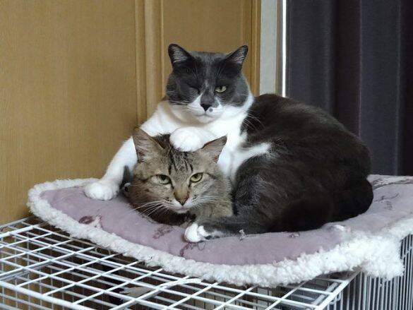 「最期くらいはおうちで…」と瀕死の子猫を保護→奇跡のV字回復！元気な姿に感動