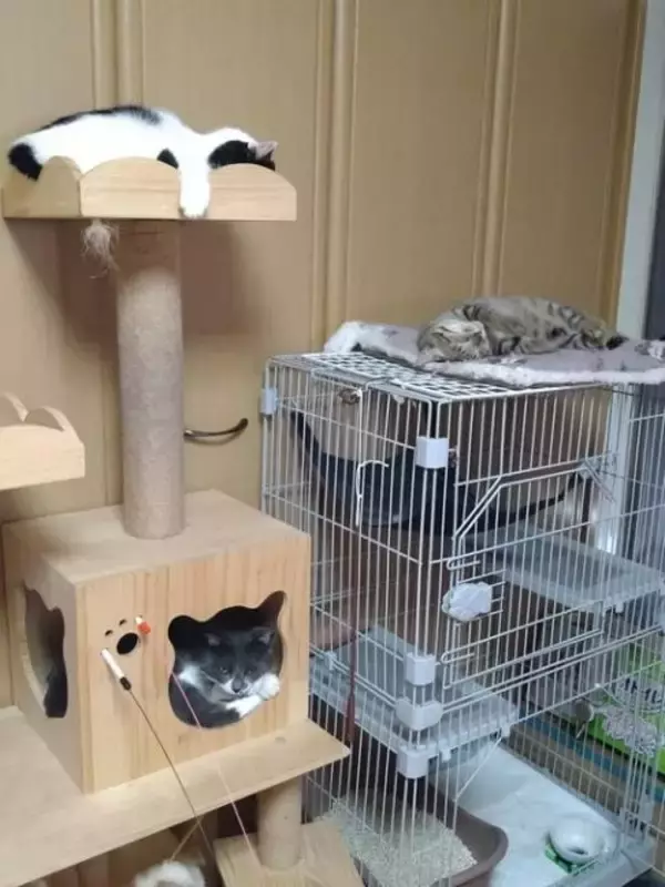 「「最期くらいはおうちで…」と瀕死の子猫を保護→奇跡のV字回復！元気な姿に感動」の画像