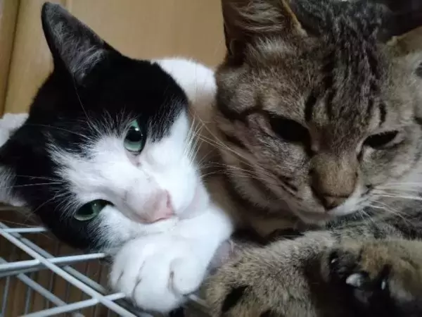 「「最期くらいはおうちで…」と瀕死の子猫を保護→奇跡のV字回復！元気な姿に感動」の画像