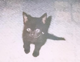 同僚宅で生まれた赤ちゃん猫→22歳のご長寿猫に。最期のお別れでみせた“優しさ”とは「私たちに心配かけないよう……」