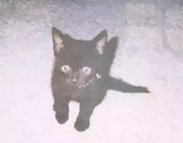 同僚宅で生まれた赤ちゃん猫→22歳のご長寿猫に。最期のお別れでみせた“優しさ”とは「私たちに心配かけないよう……」