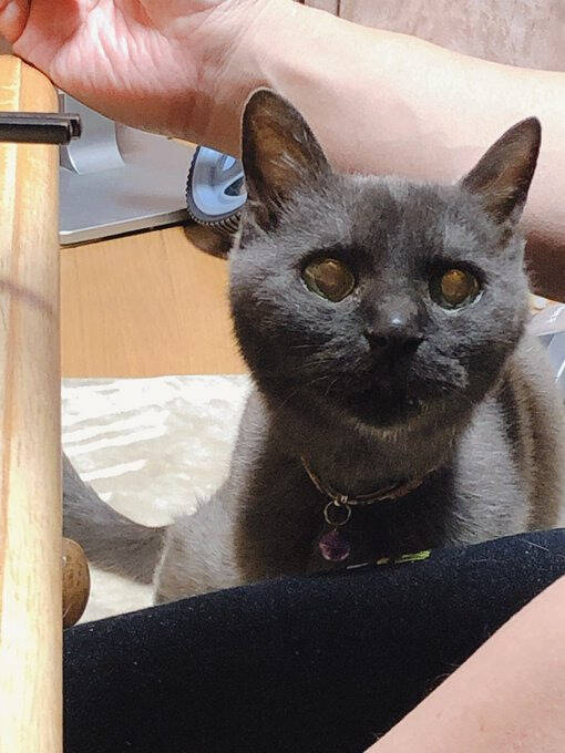 同僚宅で生まれた赤ちゃん猫→22歳のご長寿猫に。最期のお別れでみせた“優しさ”とは「私たちに心配かけないよう……」