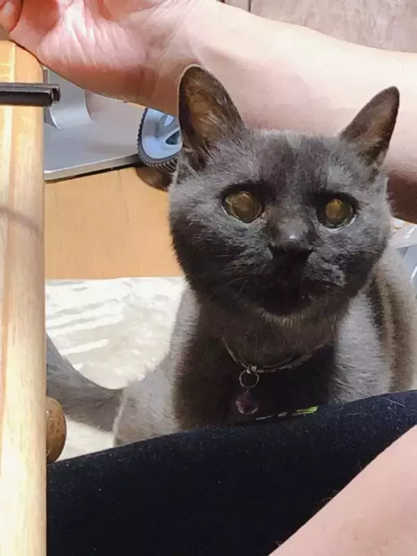 「同僚宅で生まれた赤ちゃん猫→22歳のご長寿猫に。最期のお別れでみせた“優しさ”とは「私たちに心配かけないよう……」」の画像