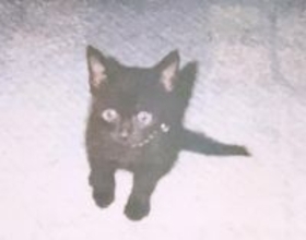 同僚宅で生まれた赤ちゃん猫→22歳のご長寿猫に。最期のお別れでみせた“優しさ”とは「私たちに心配かけないよう…」