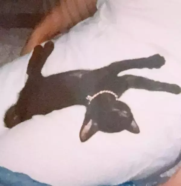 「同僚宅で生まれた赤ちゃん猫→22歳のご長寿猫に。最期のお別れでみせた“優しさ”とは「私たちに心配かけないよう……」」の画像