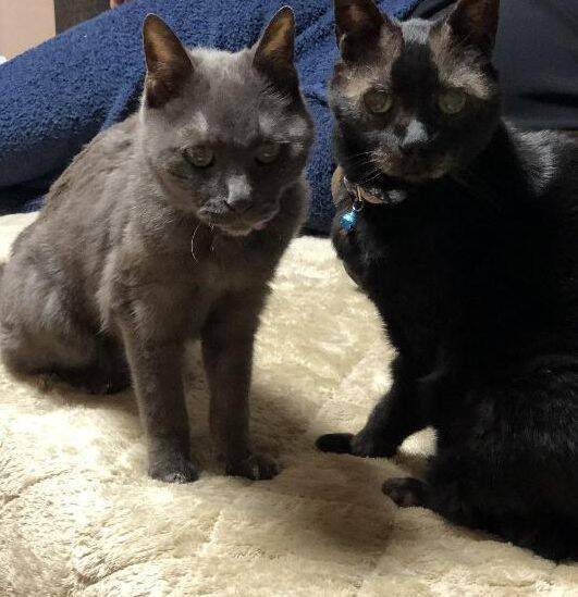 同僚宅で生まれた赤ちゃん猫→22歳のご長寿猫に。最期のお別れでみせた“優しさ”とは「私たちに心配かけないよう……」