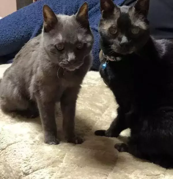 「同僚宅で生まれた赤ちゃん猫→22歳のご長寿猫に。最期のお別れでみせた“優しさ”とは「私たちに心配かけないよう……」」の画像