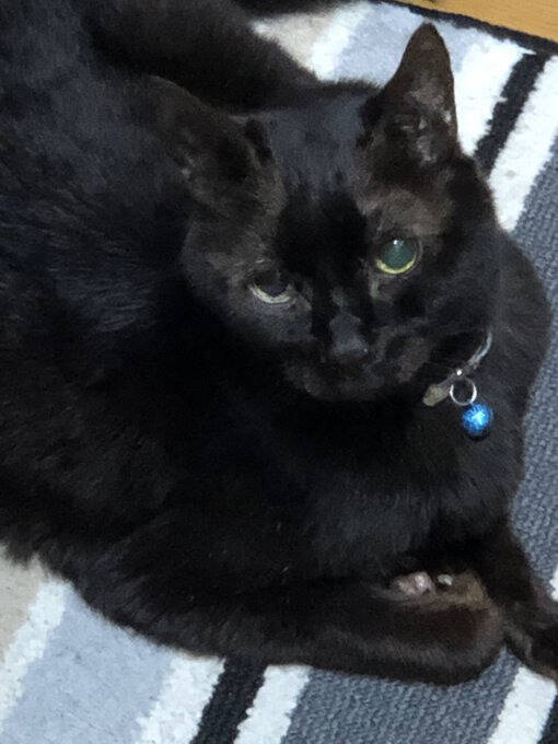 同僚宅で生まれた赤ちゃん猫→22歳のご長寿猫に。最期のお別れでみせた“優しさ”とは「私たちに心配かけないよう……」