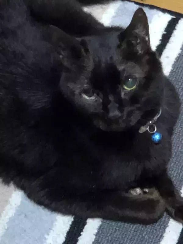 「同僚宅で生まれた赤ちゃん猫→22歳のご長寿猫に。最期のお別れでみせた“優しさ”とは「私たちに心配かけないよう……」」の画像