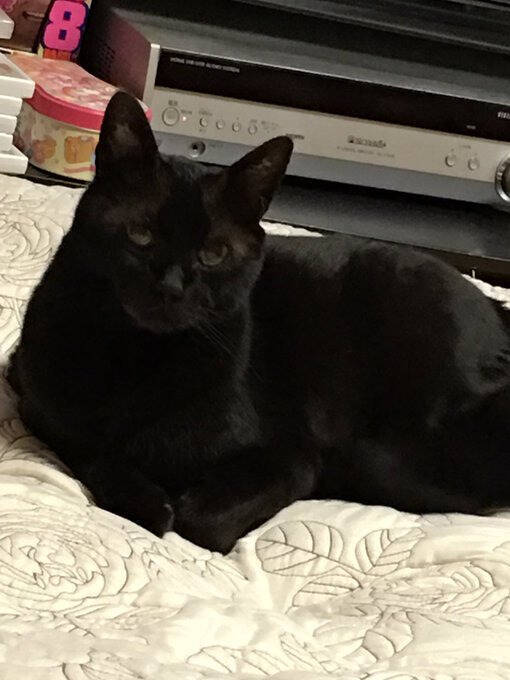 同僚宅で生まれた赤ちゃん猫→22歳のご長寿猫に。最期のお別れでみせた“優しさ”とは「私たちに心配かけないよう……」