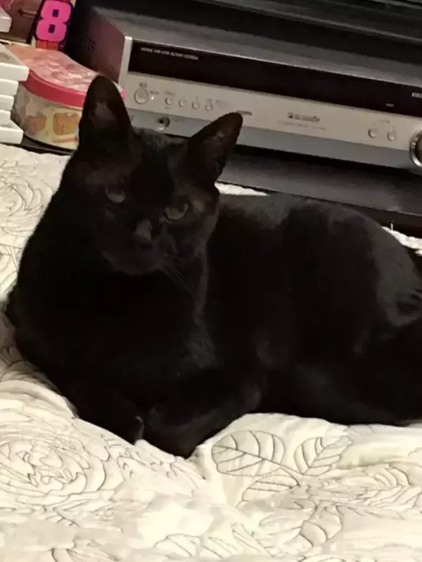 「同僚宅で生まれた赤ちゃん猫→22歳のご長寿猫に。最期のお別れでみせた“優しさ”とは「私たちに心配かけないよう……」」の画像