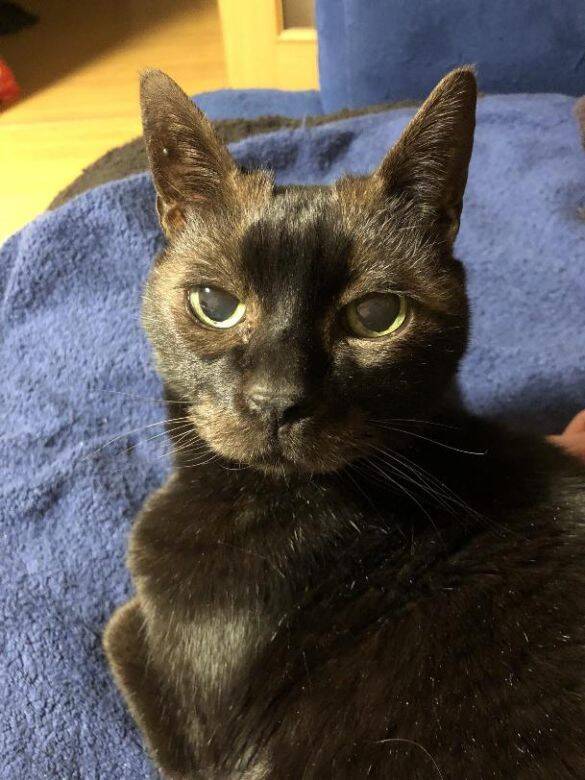 同僚宅で生まれた赤ちゃん猫→22歳のご長寿猫に。最期のお別れでみせた“優しさ”とは「私たちに心配かけないよう……」