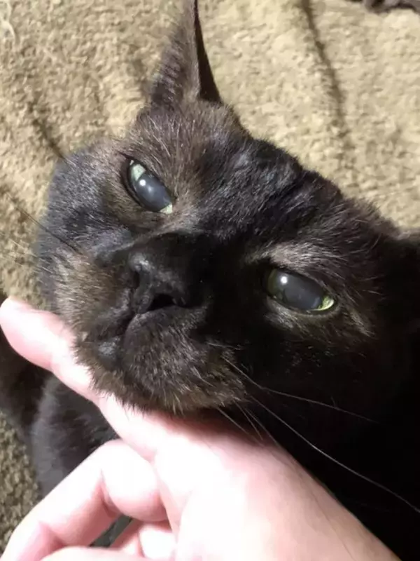 「同僚宅で生まれた赤ちゃん猫→22歳のご長寿猫に。最期のお別れでみせた“優しさ”とは「私たちに心配かけないよう……」」の画像