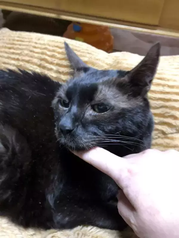 「同僚宅で生まれた赤ちゃん猫→22歳のご長寿猫に。最期のお別れでみせた“優しさ”とは「私たちに心配かけないよう……」」の画像