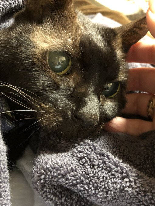 同僚宅で生まれた赤ちゃん猫→22歳のご長寿猫に。最期のお別れでみせた“優しさ”とは「私たちに心配かけないよう……」