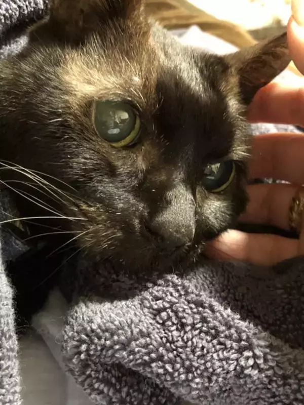 「同僚宅で生まれた赤ちゃん猫→22歳のご長寿猫に。最期のお別れでみせた“優しさ”とは「私たちに心配かけないよう……」」の画像