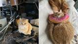 「職場の物置に住みついた猫を保護→翌日怒った父猫がやってきた！おうちに迎えられた現在の姿にほっこり」の画像1