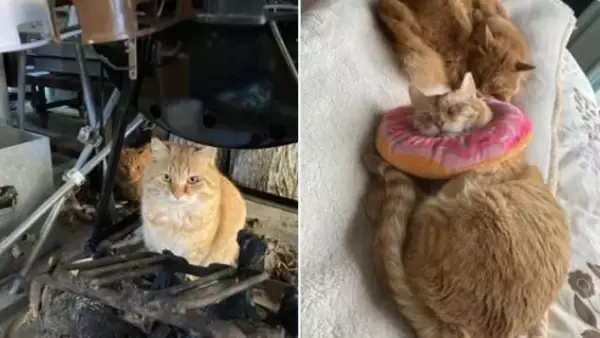 職場の物置に住みついた猫を保護→翌日怒った父猫がやってきた！おうちに迎えられた現在の姿にほっこり