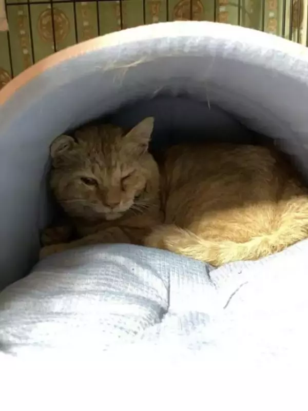 「職場の物置に住みついた猫を保護→翌日怒った父猫がやってきた！おうちに迎えられた現在の姿にほっこり」の画像