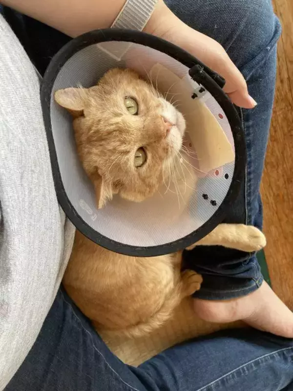 「職場の物置に住みついた猫を保護→翌日怒った父猫がやってきた！おうちに迎えられた現在の姿にほっこり」の画像